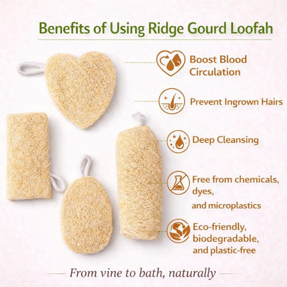 Natural Ridge Gourd Loofah 4 Unique Shapes | Pack of 4