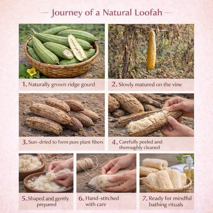 Natural Ridge Gourd Loofah 4 Unique Shapes | Pack of 4